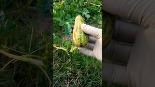 Download lagu Protect your watermelon from insect attacks #garden #gardening #organicgardening #ytshorts #shorts mp3