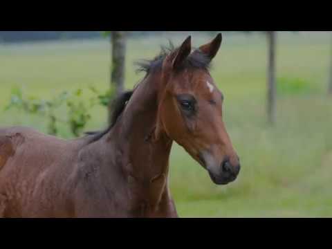 Hengstfohlen von Danzador