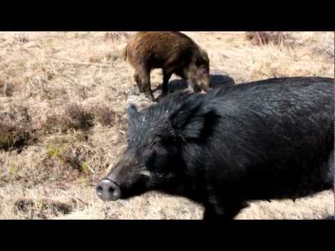 Vildsvin i Älgberget äter kravmärkt banan