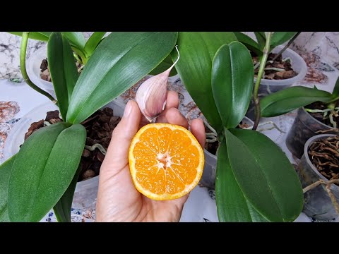 ORKİDE çiçek açmyorsa BUNU VERİN😉 ANINDA DİRİTEN MUCİZE// çiçek coşturun