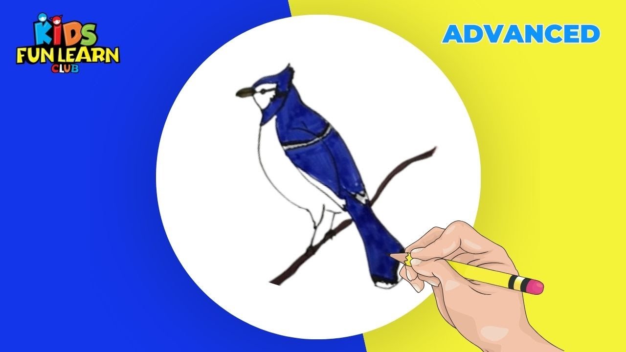 How to Draw Blue Jay
