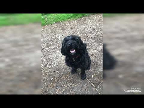 Furry Friends Pet Care video.