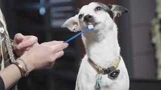 Brushing your dog’s teeth doesn’t have to be difficult.