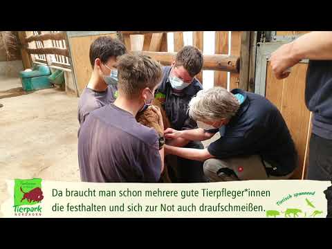 U1-Untersuchung beim Bisonkalb