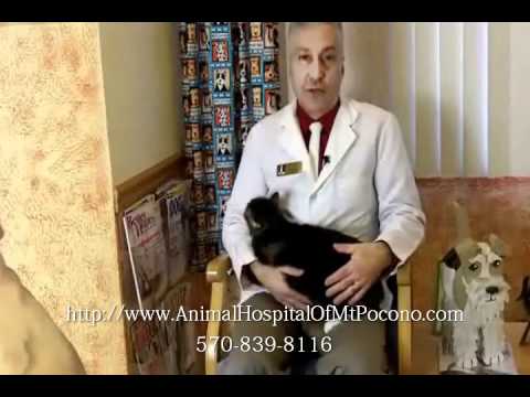 Veterinary Care for Cats -- Cat Needs Special Care