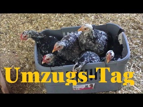 Neues aus dem Hühnerstall - Küken ziehen um und Schlupf aus Naturbrut