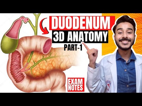 Duodenum Anatomy 3D | relations of duodenum anatomy | parts of duodenum anatomy relations