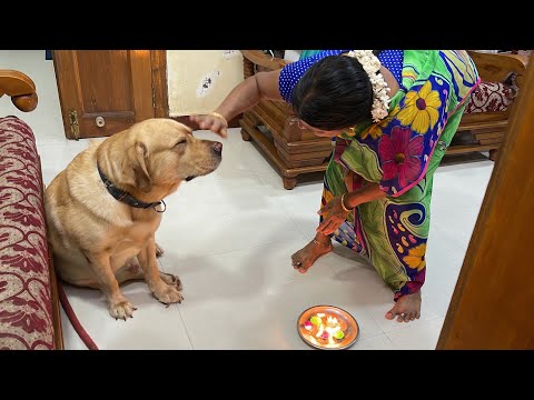 Little John the Labrador celebrates Karthigai Deepam 🪔 with his mom