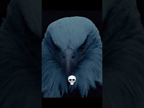 Animal Death Stare 💀🗿