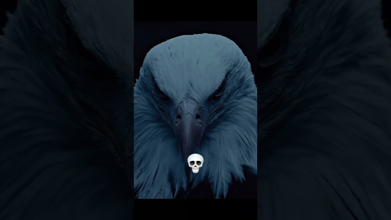 Animal Death Stare 💀🗿