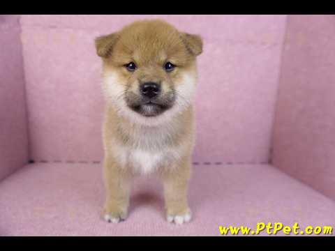 10/15赤色柴犬公幼犬2號