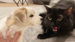 Sakura Meets a Foster Puppy For the First Time *Clash of the Girlbosses*