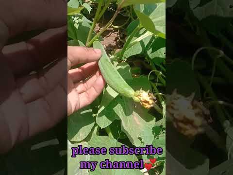 सिर्फ एक बार यह चीज जरूर डालें तोरई की बैल में पौधा फलों से भर जाएगा #shorts