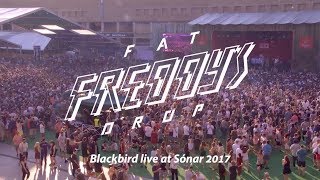 Fat Freddy&#39;s Drop Blackbird live at Sónar