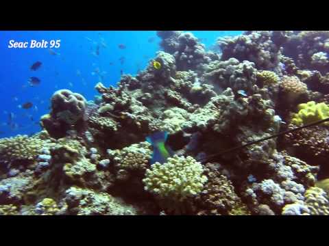 Seac Bolt 95