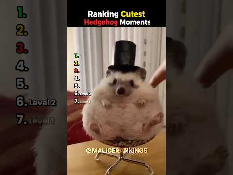 Ranking Cutest Hedgehog Moments🦔🦔