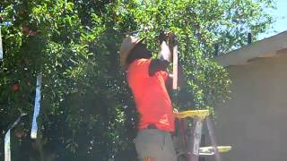 Scaring Birds Away From My  Plum Tree