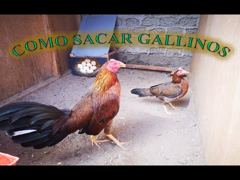 , title : 'Como Sacar Gallinos 🐓'