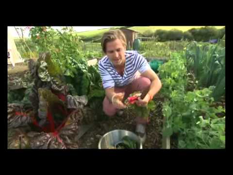 The Hungry Sailors at Porthleven allotments