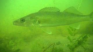 preview picture of video 'Lake Okoboji Walleyes'