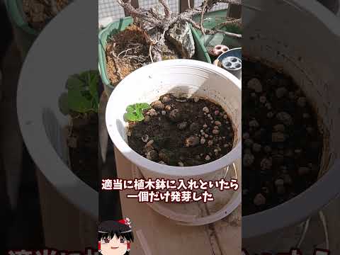 菜園の境界線か天然石か？選択してください。  庭園