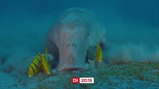 THE RED SEA - EVOLUTIONS MAGIC GARDEN German Trailer on Air 11  Nov 2025 ORF 1 UNIVERSUM