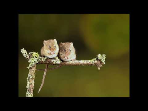 Dječje pjesmice / recitacije - IGRALI SE MIŠI