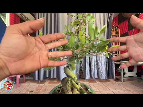 2024 年の来シーズン