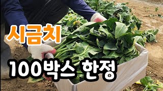 시금치 100박스 선착순