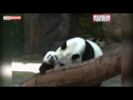 Видео, как мама-панда встретилась с детенышами, взорвало Интернет 