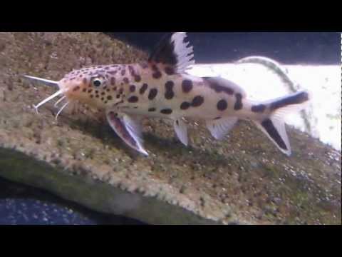 Cuckoo Catfish — Synodontis multipunctatus
