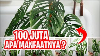Download lagu KENAPA TANAMAN JANDA BOLONG MAHAL INILAH MANFAAT DAN KELEBIHAN DAUN JANDA BOLONG mp3