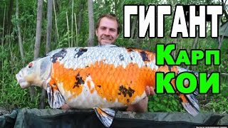 Карп в японии эскиз