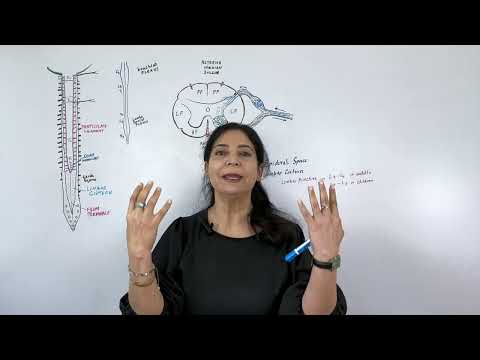 EXTERNAL FEATURES OF THE SPINAL CORD