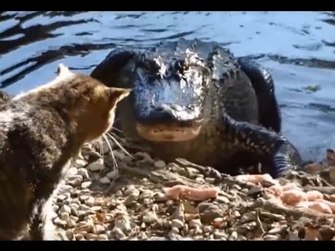 Alligators OWNED by Cats (Compilation)