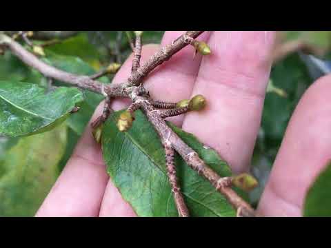 Ngày 29-10 al Tưới dưỡng dễ N3m và Humic cho cây mai vàng giai đoạn cuối năm