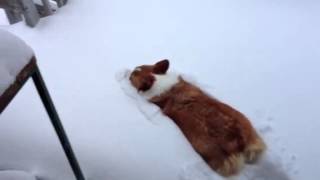 Corgi and the snow