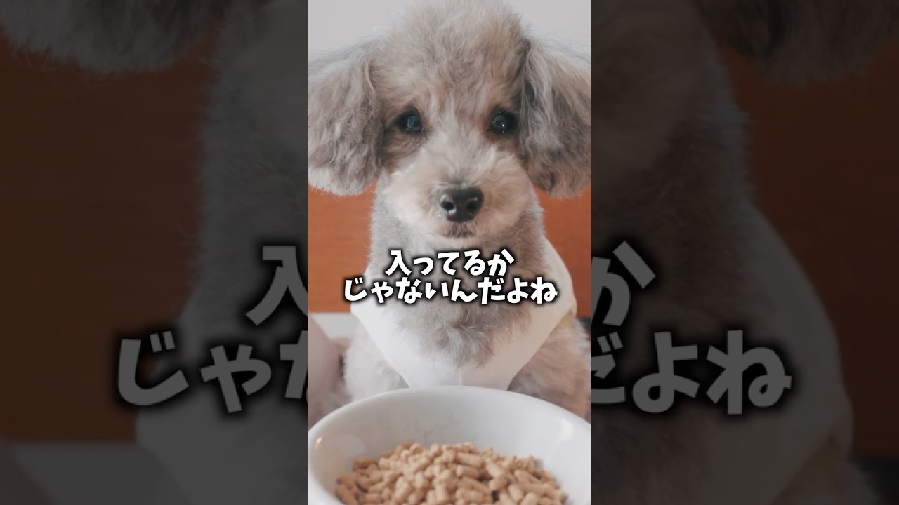 そのドッグフード。本当に栄養足りてますか？ #グリィちゃんねる#わんこ想い#ドッグフード
