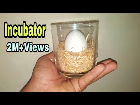 How To Make Egg incubator at Home without temperature controler || Egg Hatching Result 2020
