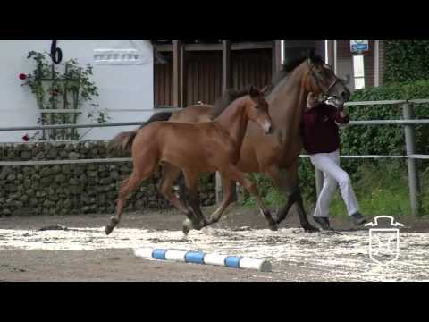 SL075 Stutfohlen von Dinken - Caretino - Calypso I