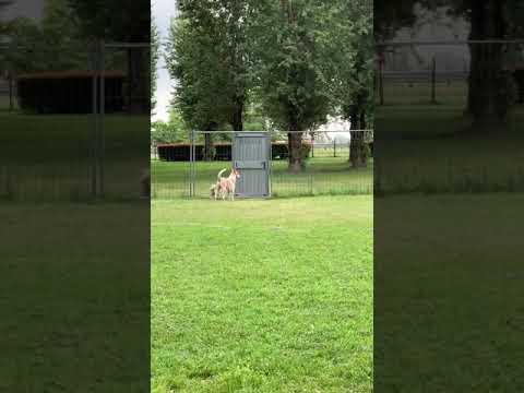 Video di POKER