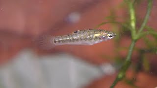 Least Killifish eating Vinegar Eels