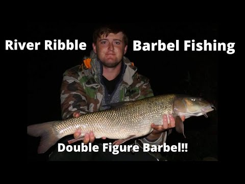 River Ribble Barbel Fishing - Double Figure Barbel!!