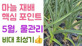 마늘 재배 핵심포인트????  5월, 물관리? 비대 최성기???? 