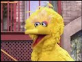 Sesame Street Big Bird And Zoe Plays Hide And Seek