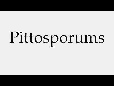 How to Pronounce Pittosporums