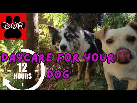 Daycare for your dog🐾 A 12 hour forest walk 🌲 DogTV