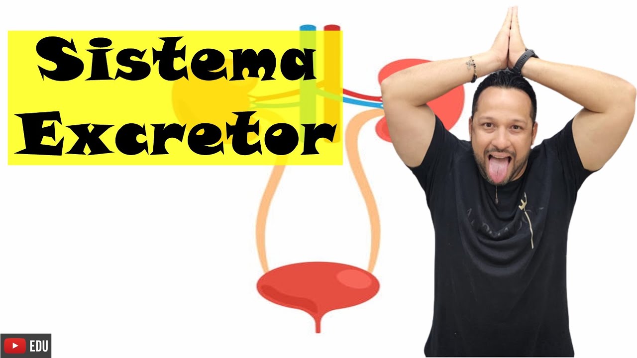 Sistema Excretor - Conceito, funções e constituição - Fisiologia Humana