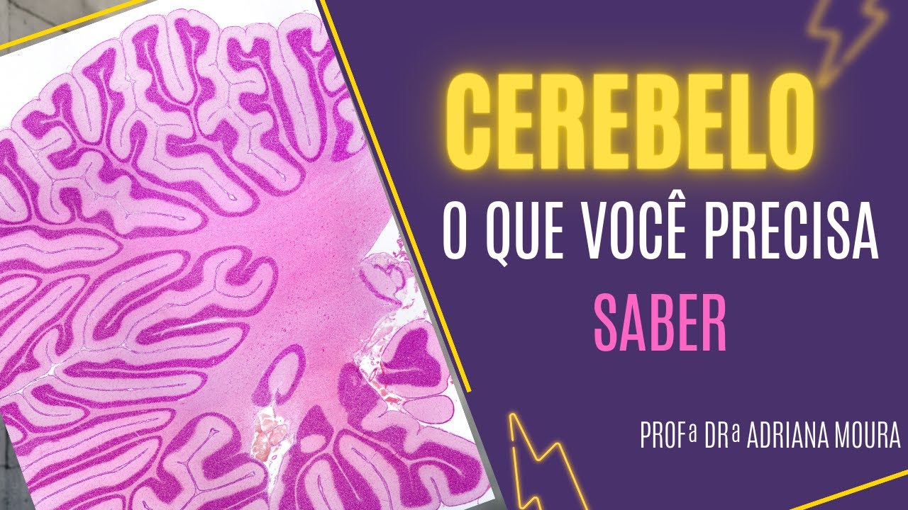Histologia do Cerebelo