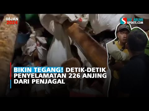 Bikin Tegang! Detik-Detik Penyelamatan 226 Anjing Dari Penjagal